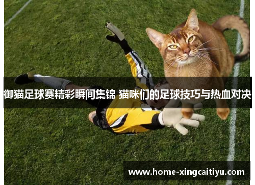 御猫足球赛精彩瞬间集锦 猫咪们的足球技巧与热血对决